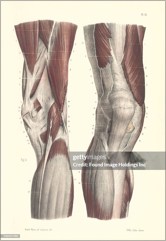 Musculature of the Knee Area