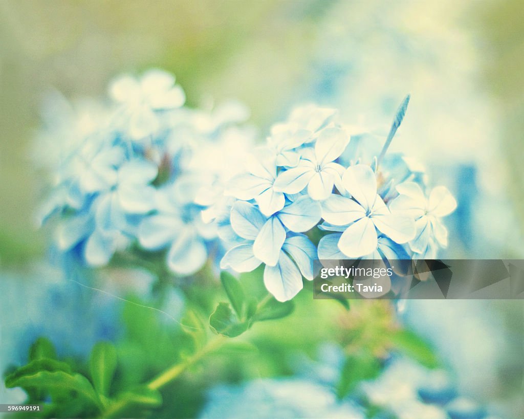 Plumbago