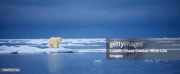 icy fringe - north pole stock pictures, royalty-free photos & images