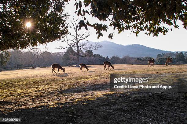 morning deer - sikahert stockfoto's en -beelden