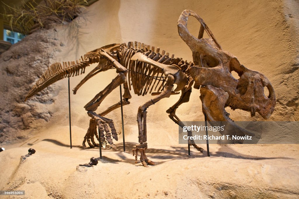Protoceratops skeleton at Carnegie Museum in Pittsburgh