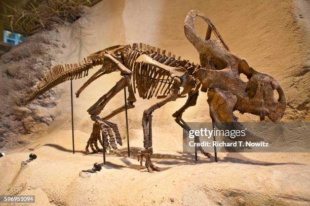 protoceratops skeleton at carnegie museum in pittsburgh - dinosaur stock pictures, royalty-free photos & images