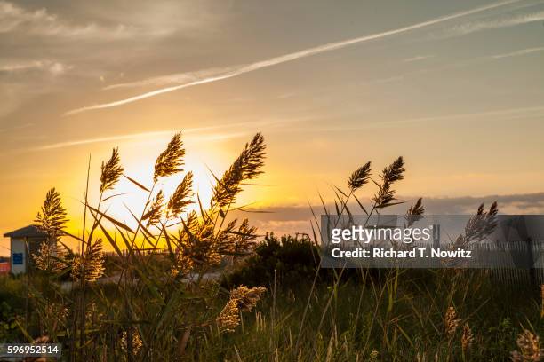 dune grass at sunrise - condado de cape may imagens e fotografias de stock