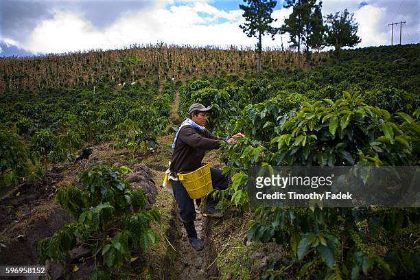 Farm workers hand pick ripe arabica coffee beans on a plantation in Gigante, Colombia. The work 9 hours a day and pick between 50-100 kilograms each...