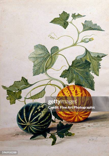 Study of Gourds by Pieter Withoos