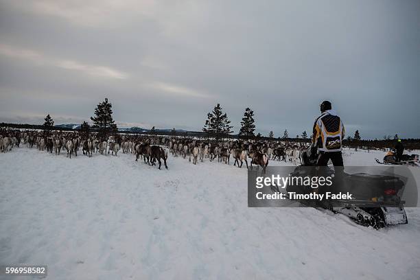 The idyllic image of lone herders skiing after their reindeer is now only a memory. Indigenous Samis in Sweden use snowmobiles and helicopters to...