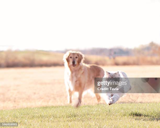 biggs and scout - chat et chien photos et images de collection