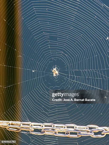spiderweb in a door closed with a chain. - spinning web stock pictures, royalty-free photos & images