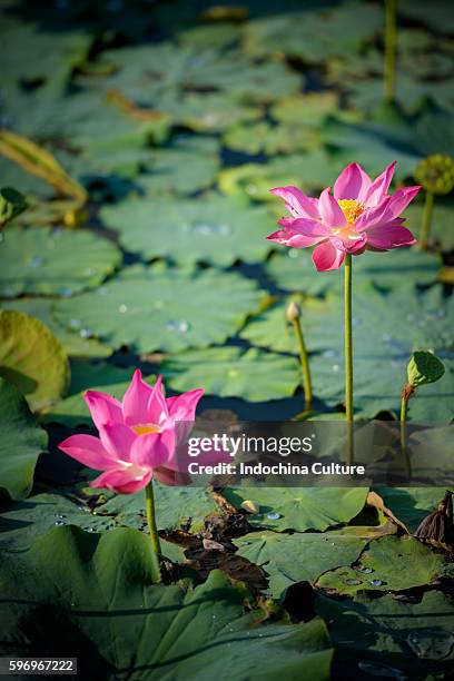 beautiful lotus flowers - lotus flower studio stock pictures, royalty-free photos & images