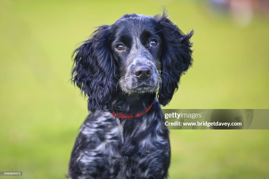 Black cocker spaniel puppy