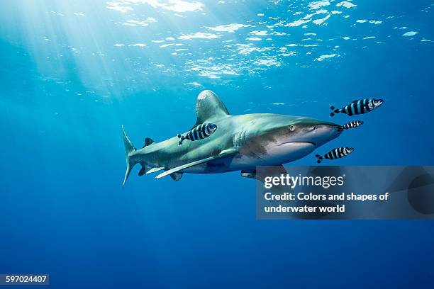 oceanic white-tip shark with company - oceanic white tip shark stock pictures, royalty-free photos & images