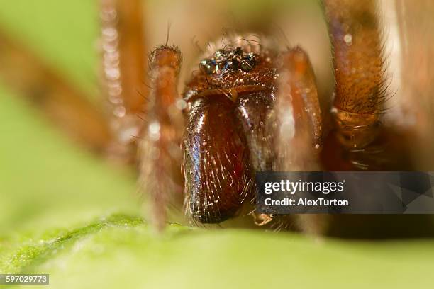 garden spider super macro - aranha de jardim - fotografias e filmes do acervo