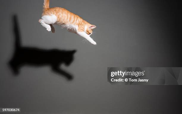 cats jumping - 猫 影 ストックフォトと画像