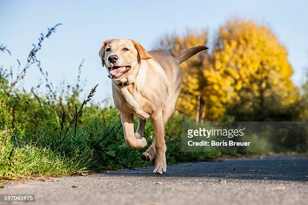 happy dog running along sidewalk, autumn - toma panorámica fotografías e imágenes de stock