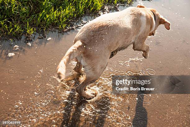 dog splashing happily through puddle, autumn - dog splashing stock pictures, royalty-free photos & images