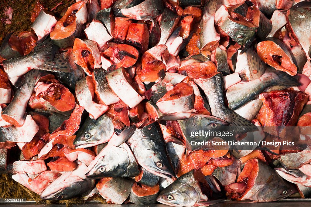 Preparing Pink Salmon For Commercial Halibut Longlining Bait, King Cove, Alaska Peninsula