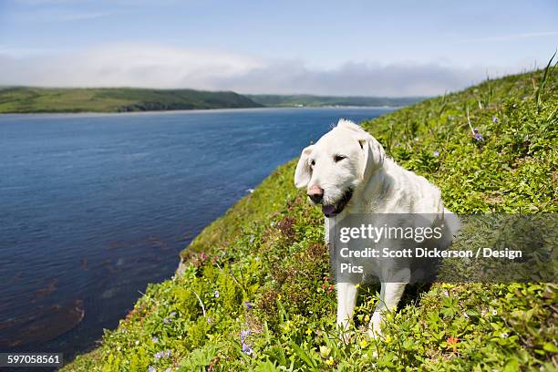 a dog sitting in the sunshine in the muskeg near a fish camp - muskeg photos et images de collection