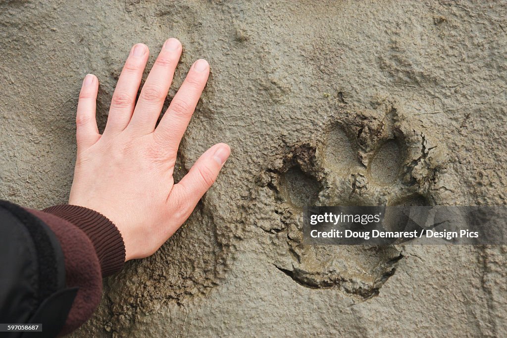 A Hand Beside A Wolf Track In The Mud In The Great Kobuk Sand Dunes, Kobuk Valley National Park