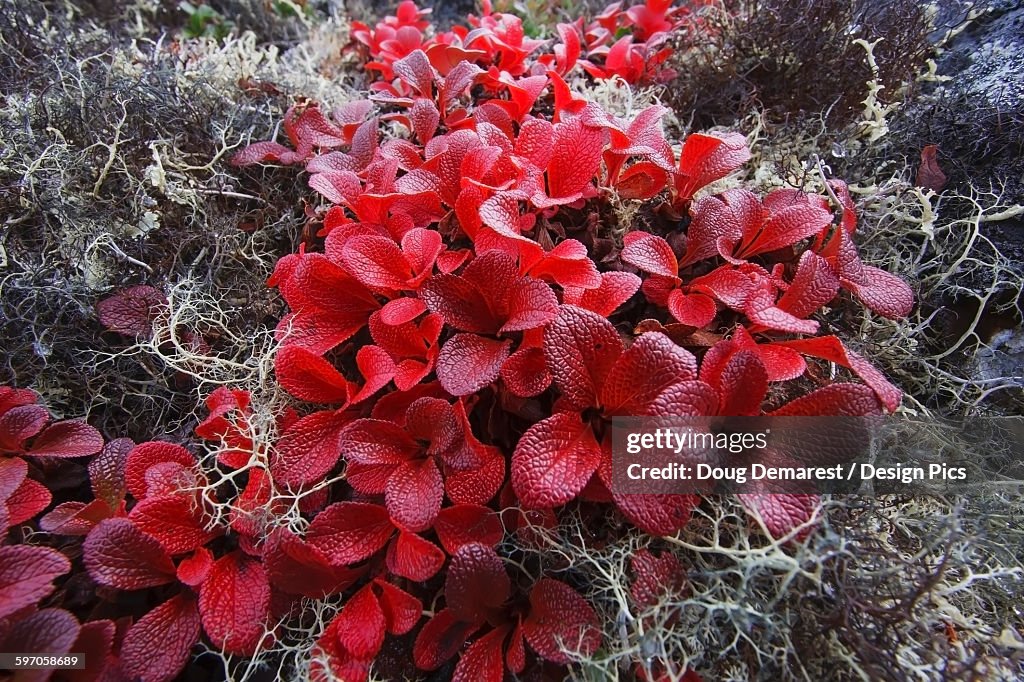 Alpine Bearberry (Arctostaphylos Alpina) In Brilliant Autumn Red, Bering Land Bridge National Preserve (National Park) Near Serpentine Hot Springs