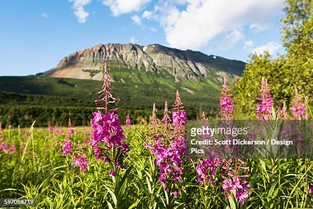 pink wildflowers grow in a meadow on hallo bay, katmai naional park, alaska peninsula - fireweed stock pictures, royalty-free photos & images