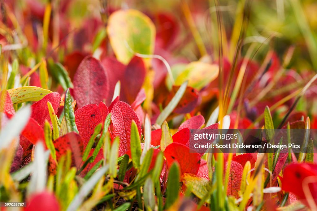 Autumn Colors On Tundra Foilage Near The Noatak River, Brooks Range