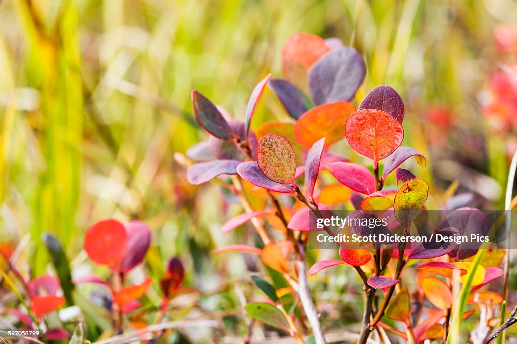 Lowbush Blueberry In Autumn Colors Near The Noatak River, Brooks Range