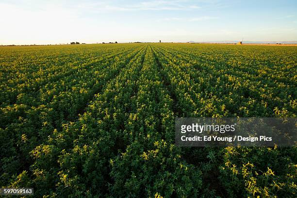 agriculture - large field of mature alfalfa ready for cutting in early morning light / imperial valley, california, usa. - alfalfa field stock-fotos und bilder