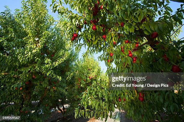 agriculture - nectarine orchard in summer with ripe harvest ready nectarines on the trees / near fowler, san joaquin valley, california, usa. - san joaquin valley stock pictures, royalty-free photos & images