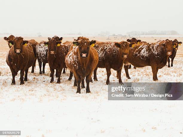 livestock - snow covered red angus beef cows on a snow covered stubble field during a light winter snowfall / alberta, canada. - cattle in frost stock-fotos und bilder