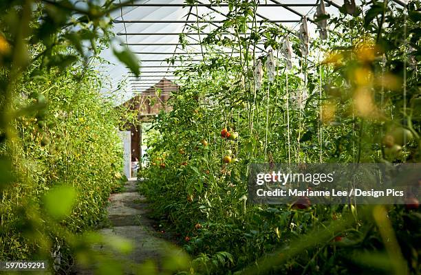 agriculture - fresh market hydroponic tomatoes growing in a greenhouse at a local family produce farm / little compton, rhode island, usa. - new england conservatory stock pictures, royalty-free photos & images