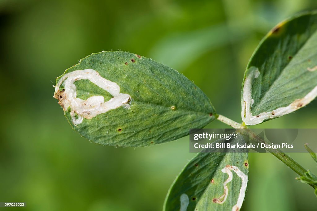 Agriculture - Crop damage, Alfalfa Blotch Leafminer (Agromyza frontella) damage to alfalfa foliage / Western Tennessee, USA.