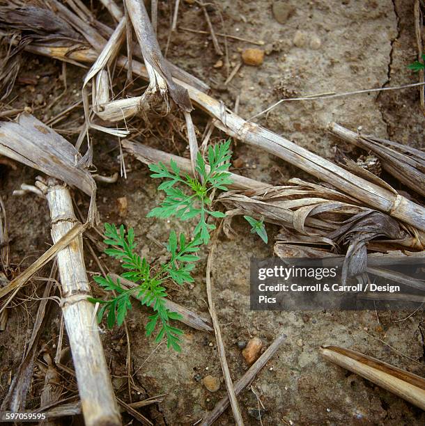 Common Ragweed Invasive Common Ragweed Photos and Premium High Res Pictures - Getty Images