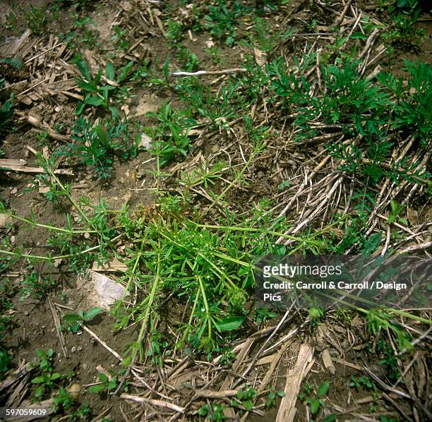 agriculture - weeds, cleavers (galium aparine) aka. bedstraw, goose grass, common bedstraw - galium stock pictures, royalty-free photos & images