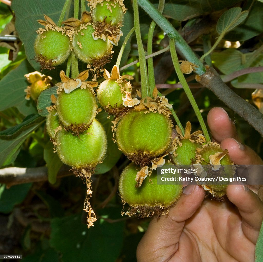 Agriculture - A growers hand with a cluster of immature kiwifruit / Gridley, California, USA.