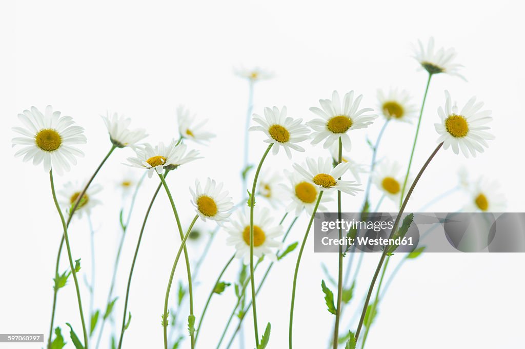 Marguerite blossoms, white background