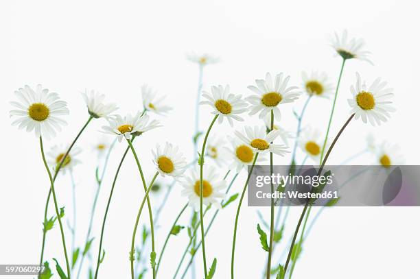 marguerite blossoms, white background - daisy imagens e fotografias de stock