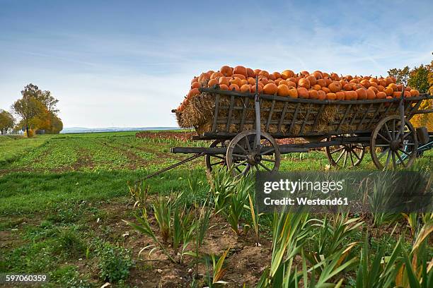 germany, kirchheimbolanden, harvested pumpkins on a cart - festival of remembrance stock pictures, royalty-free photos & images