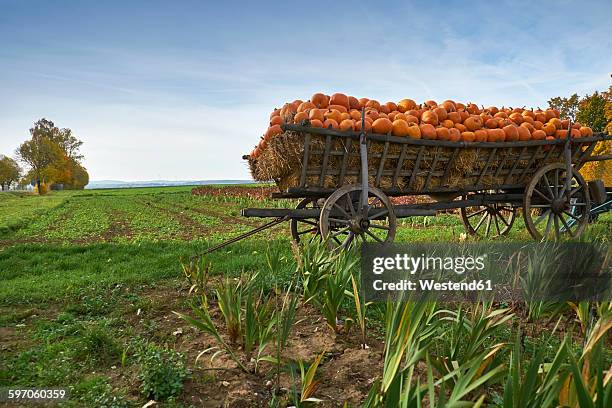 germany, kirchheimbolanden, harvested pumpkins on a cart - harvest festival 個照片及圖片檔