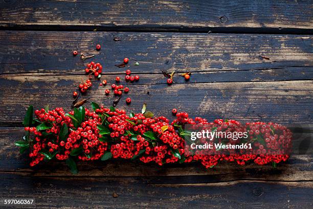 firethorn on dark wood - pyracantha stock pictures, royalty-free photos & images