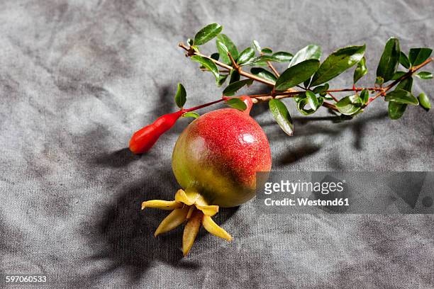 twig with mini pomegranate - twig fotografías e imágenes de stock