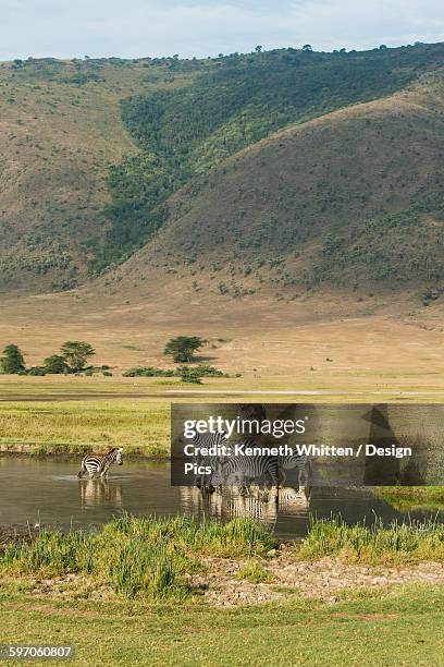 common zebras (equus quagga) drinking in waterhole in ngorongoro crater - ngorongoro wildreservat stock-fotos und bilder