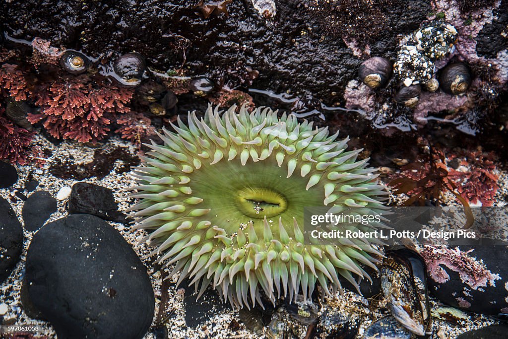 Giant Green Anemone Plants And Animals Reside In The Intertidal Zone  High-Res Stock Photo - Getty Images