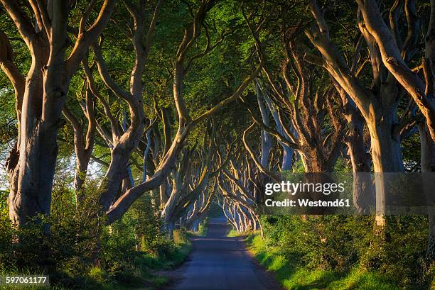 northern ireland, near ballymoney, alley and beeches, known as dark hedges - verwaltungsbezirk county antrim stock-fotos und bilder