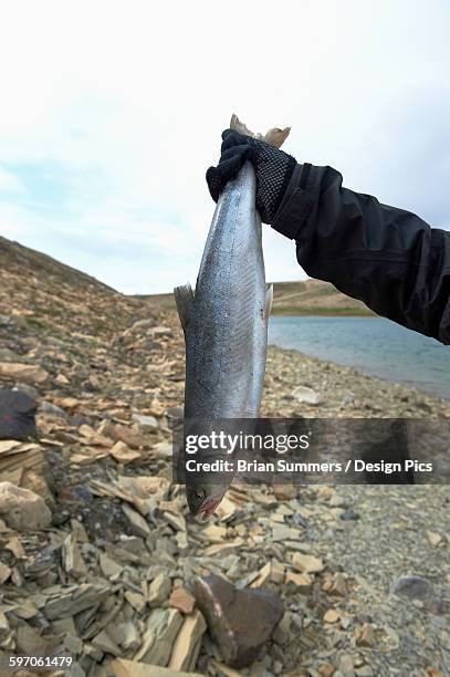 holding up fresh caught arctic char while shore fishing in the arctic ocean, western arm, near cambridge bay - arctic char stock-fotos und bilder