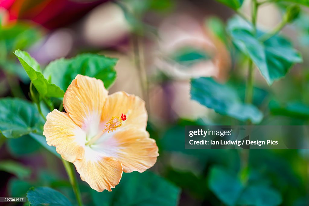 Hibiscus