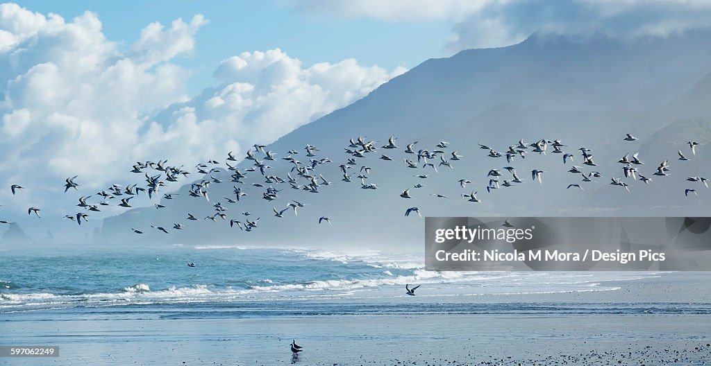 Flock of White-Fronted Terns (Sterna striata) in flight at Rapahoe Beach, on the West Coast of the South Island