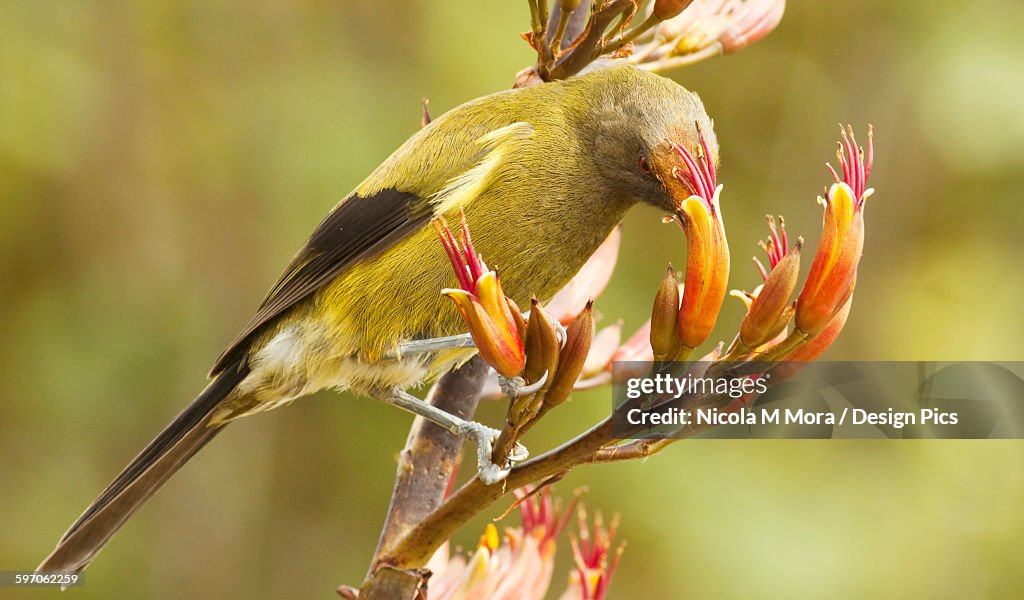 New Zealand Bellbird (Anthornis melanura) perched on flax flowers, feeding on pollen in the flax flowers