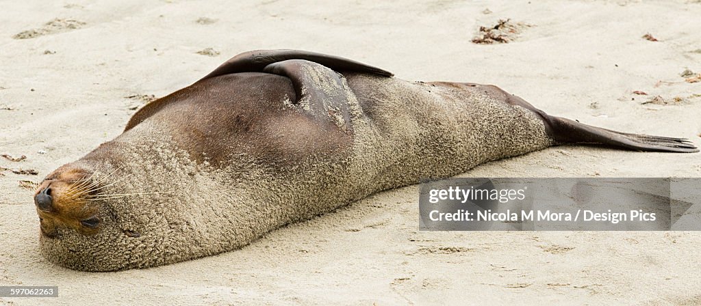 New Zealand fur seal (Arctocephalus forsteri) relaxing in the sun at Farewell Spit