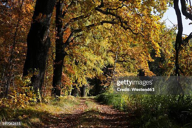 germany, brandenburg, spreewald in autumn - 史普雷 個照片及圖片檔