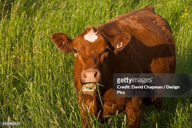 37 Cow Chewing Cud Photos and Premium High Res Pictures - Getty Images